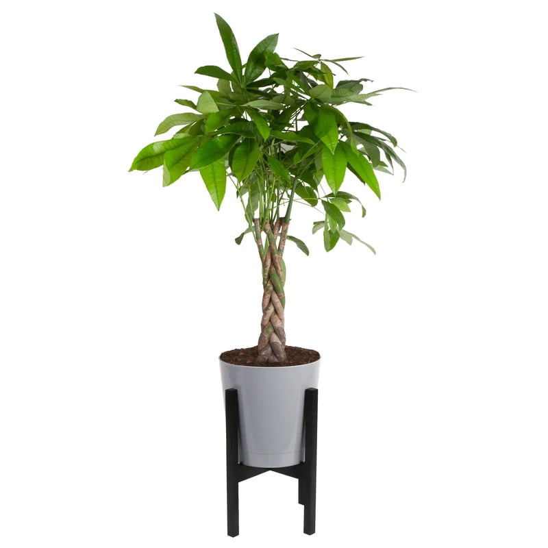 Live Money Tree Plant in Plastic Pot as a graduation gift for best friend
